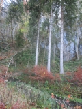 Neuschwanstein