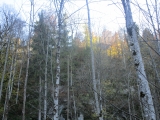 Neuschwanstein